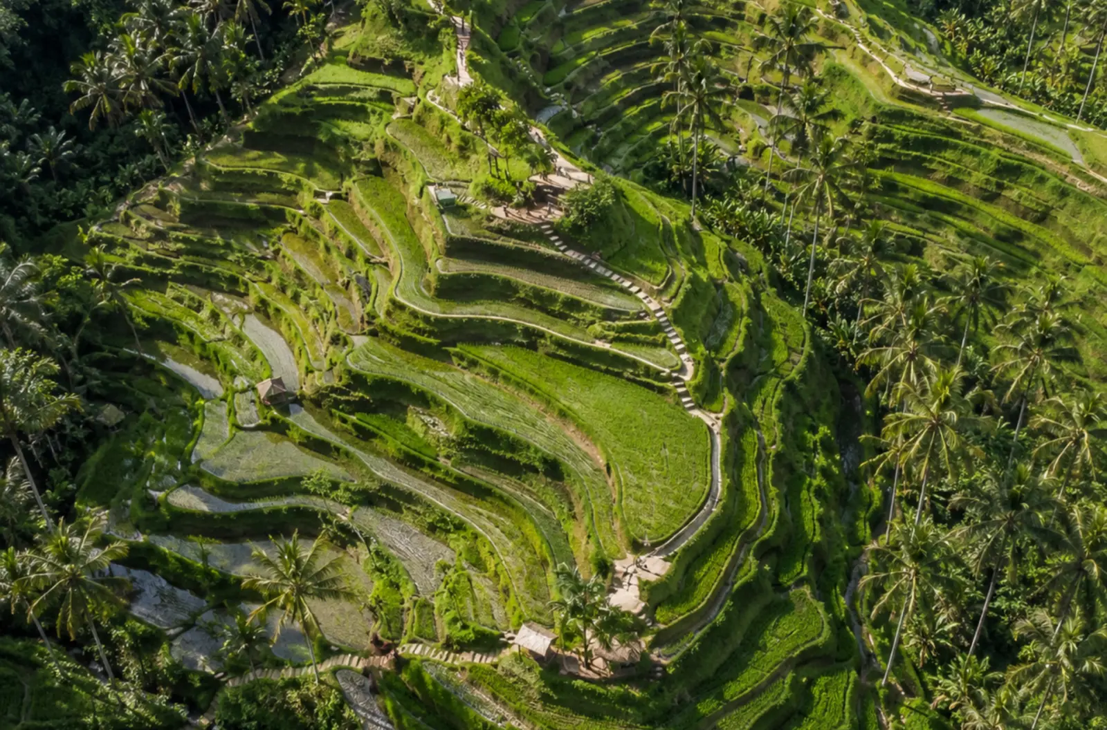 Luxury Tales of Bali Package