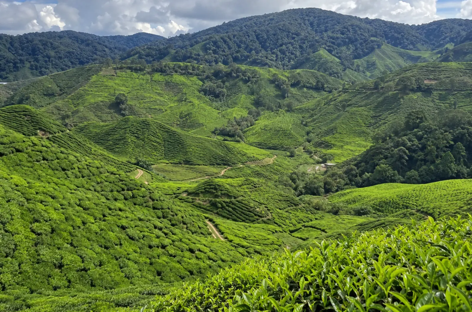 Idyllic Malaysia Tour Package